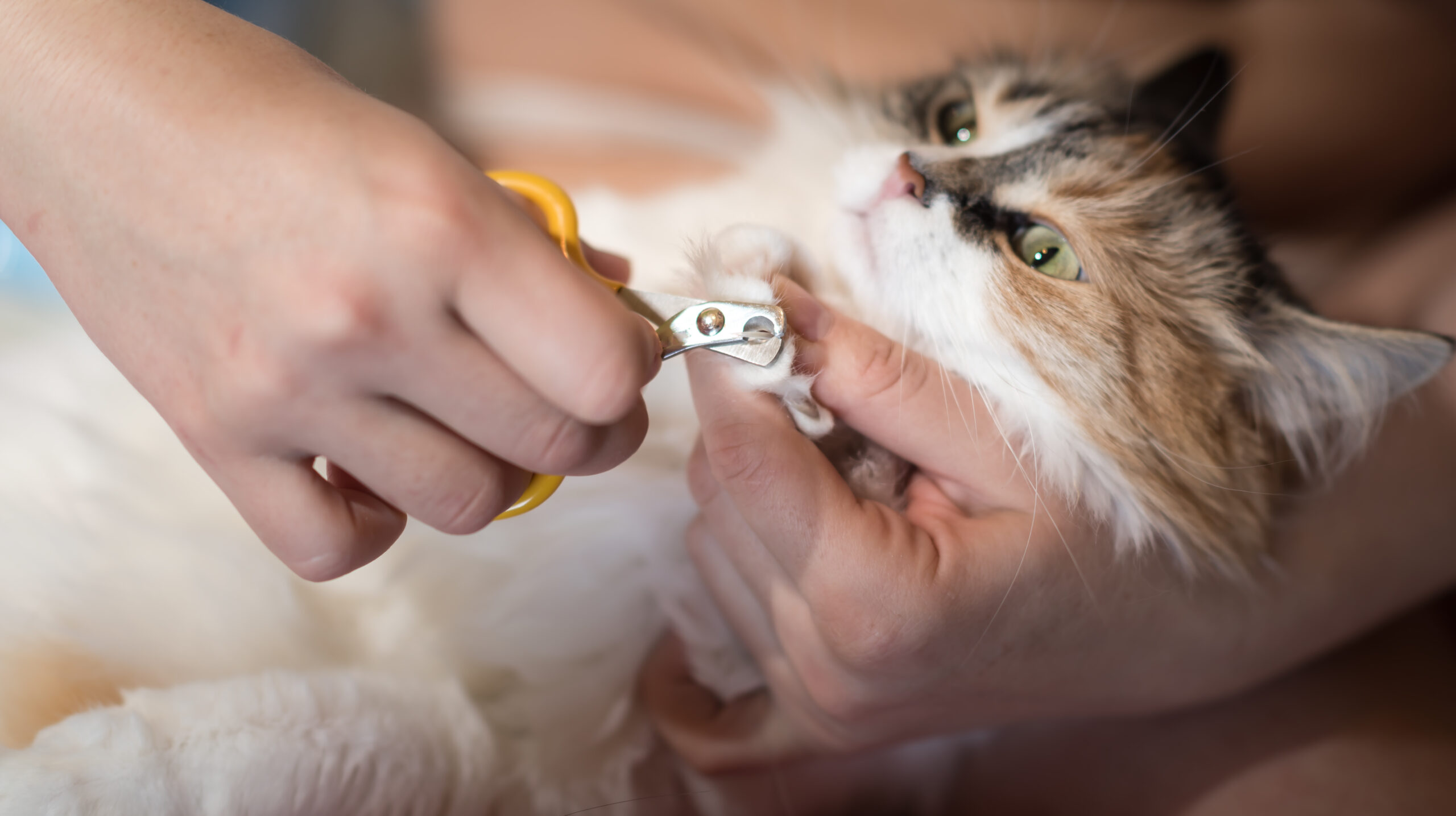 Fem Tips F r Att Klippa Klorna P Katten My Happy Pet Fem Tips F r Att Klippa Klorna P Katten My Happy Pet